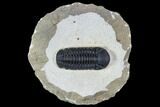 Detailed Austerops Trilobite - Ofaten, Morocco #107056-1